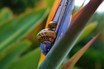 Image showing snails on Strelitzia Reginae