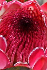 Image showing Protea blossom