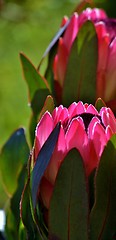 Image showing Protea blossom