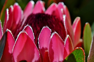 Image showing Protea blossom