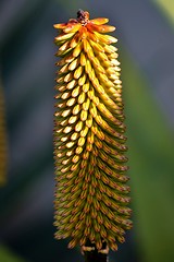 Image showing Aloe vera flower buds