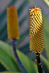 Image showing Aloe vera flower buds