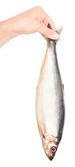 Image showing herring in hand