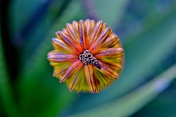 Image showing Aloe vera flower buds