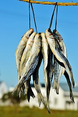 Image showing Bokkoms dried fish