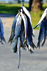 Image showing Bokkoms dried fish