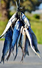 Image showing Bokkoms dried fish