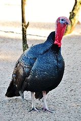 Image showing Black Turkey