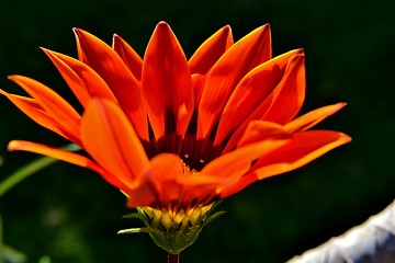 Image showing Gazania krebsiana flower