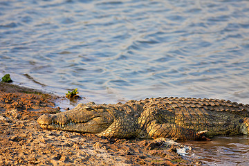 Image showing Nile Crocodile