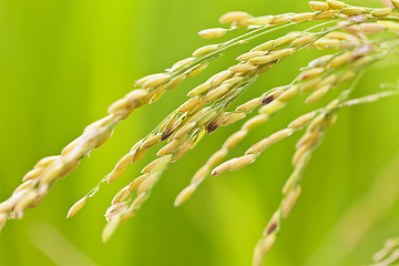 Image showing Rice grains in field