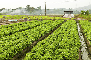 Image showing Farmland with many vegetables