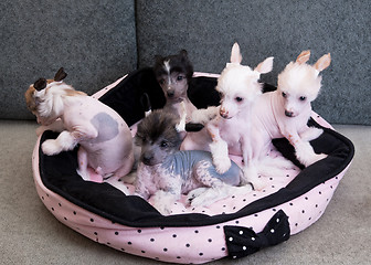 Image showing chinese crested puppy dogs