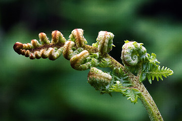 Image showing fern to left