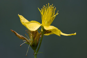 Image showing  hypericum  in the grey