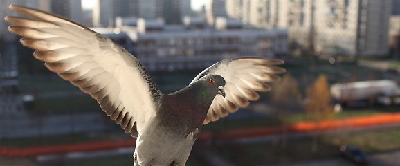 Image showing fly doves