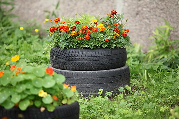 Image showing floral flowerbed