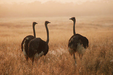 Image showing Three Ostriches