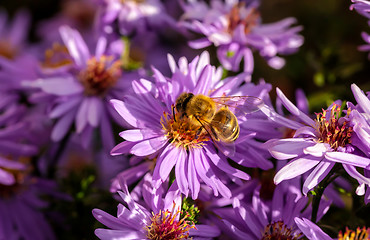 Image showing Working Bee