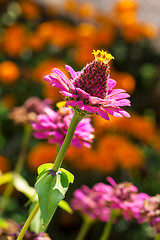 Image showing Pink Zinnia