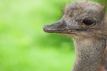 Image showing ostrich #3