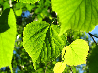 Image showing Green foliage of spring tree