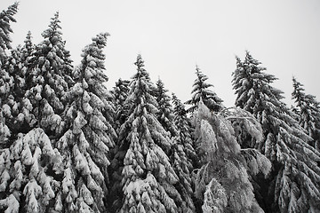 Image showing Snow Landscape #10