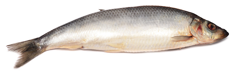 Image showing herring