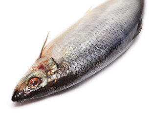 Image showing herring