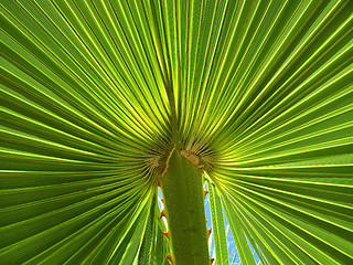 Image showing Palm leaf