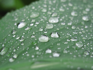 Image showing Green leaf with raindrops