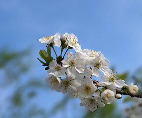 Image showing Flower-bud of cherry tree