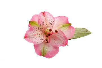 Image showing Alstroemeria