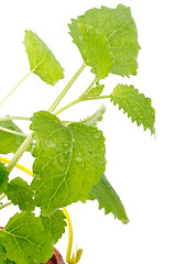 Image showing Lemon-balm