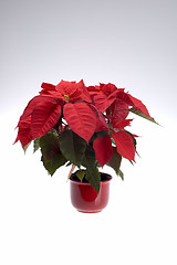 Image showing poinsettia