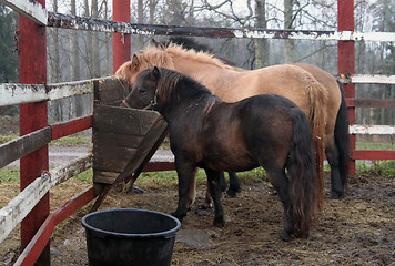 Image showing horses