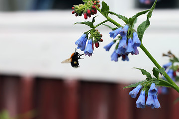 Image showing flower and bee