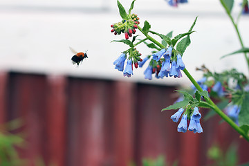 Image showing flower and bee