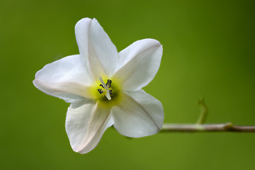 Image showing silene alba in green