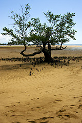 Image showing branch in lokobe