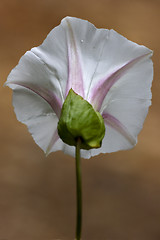 Image showing  rear white silene alba 