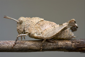 Image showing brown  grasshopper