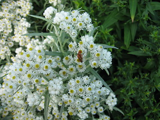 Image showing white chrysantemum