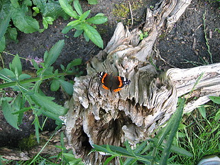 Image showing butterfly on root