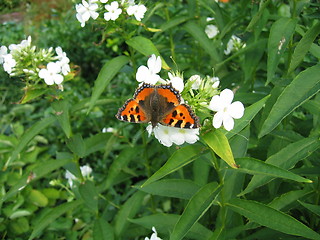 Image showing orange and black butterfly