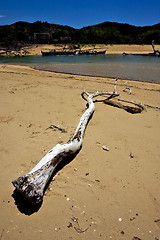 Image showing tree and boats