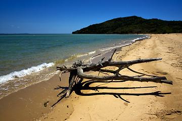 Image showing lowtide and a tree