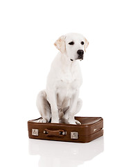 Image showing Dog with a suitcase