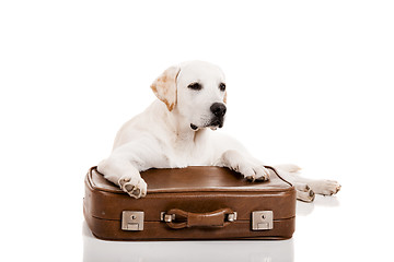 Image showing Dog with a suitcase