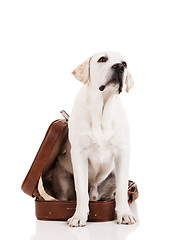 Image showing Dog with a suitcase